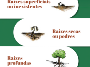 Cartaz Tipos de Raízes